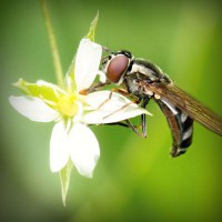 /album/snobhaidido/photolia-a02-jpg/