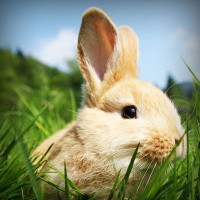 /album/snobhaidido/photolia-a03-jpg/