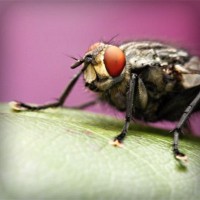 /album/snobhaidido/photolia-a08-jpg/